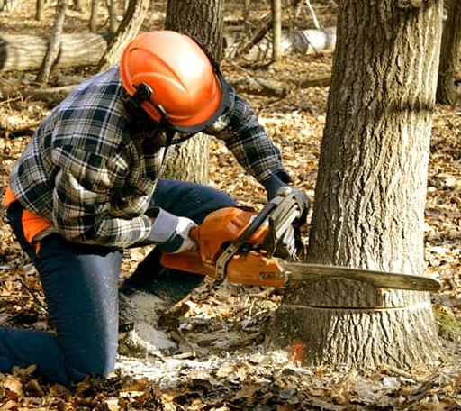 Tree Removal in Mount Vernon, ME
